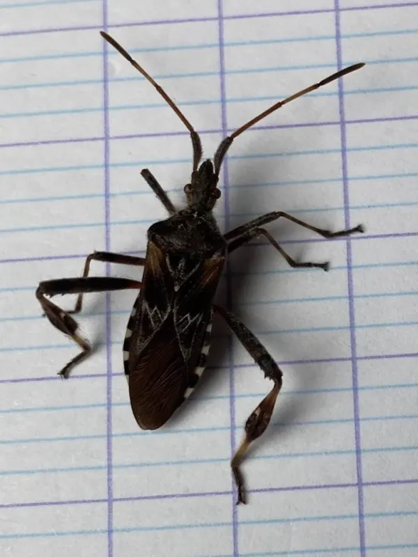 Western conifer seed bug showing its distinctive leaf-shaped hind legs and brown coloring