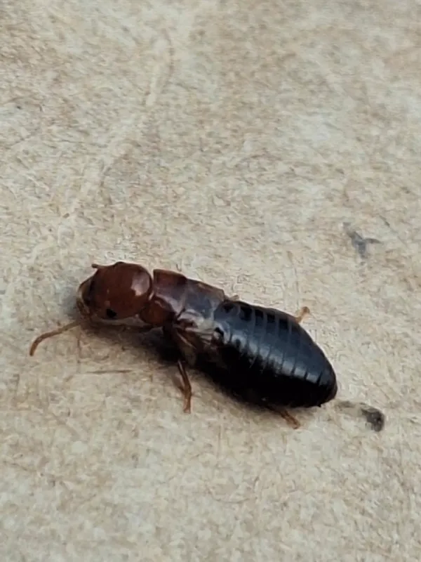 Western drywood termite soldier showing characteristic reddish-brown head and dark abdomen