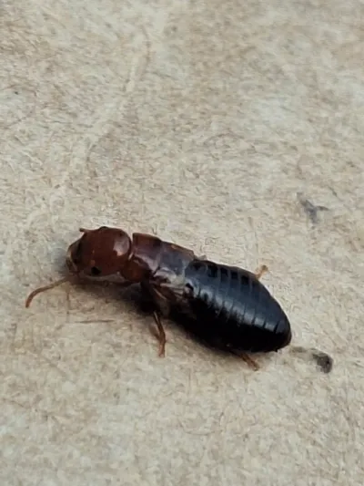 Western drywood termite soldier showing characteristic reddish-brown head and dark abdomen