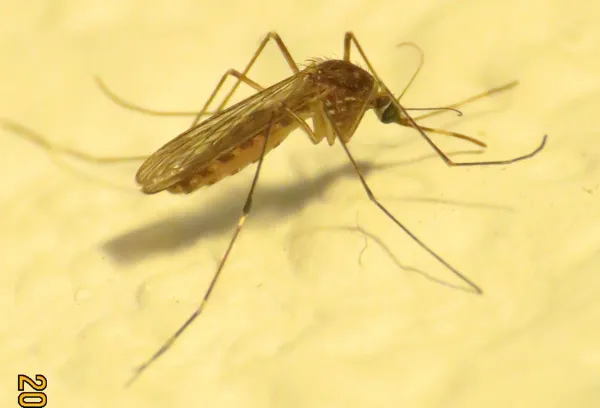 Close-up side view of a Western encephalitis mosquito showing its golden-brown coloring and distinctive white bands on the proboscis and legs