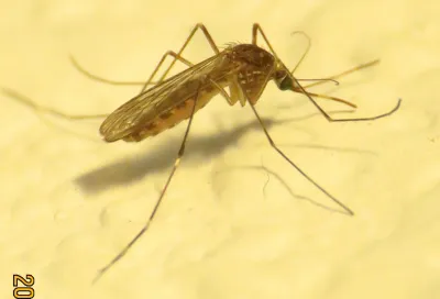 Close-up side view of a Western encephalitis mosquito showing its golden-brown coloring and distinctive white bands on the proboscis and legs
