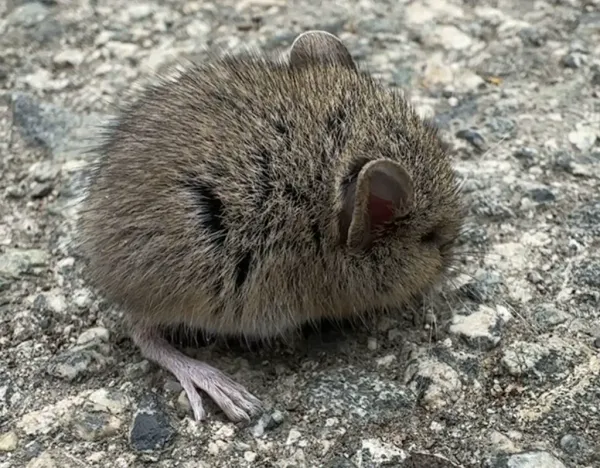 Top-down view of western harvest mouse on gravel showing dark mid-dorsal stripe and brown fur