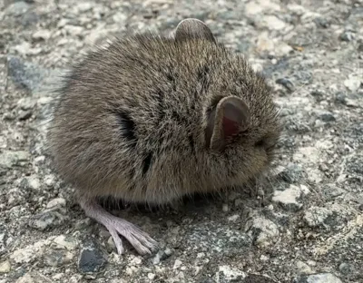 Top-down view of western harvest mouse on gravel showing dark mid-dorsal stripe and brown fur