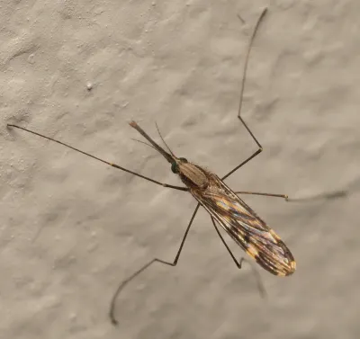 Close-up of a western malaria mosquito showing its brown body with spotted wings and long legs resting on a surface