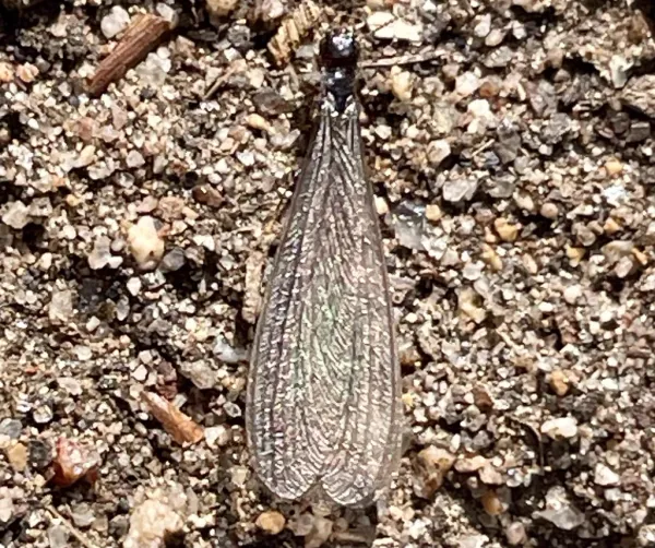 Western subterranean termite swarmer viewed from above showing dark head and translucent wings