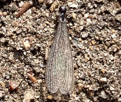 Western subterranean termite swarmer viewed from above showing dark head and translucent wings