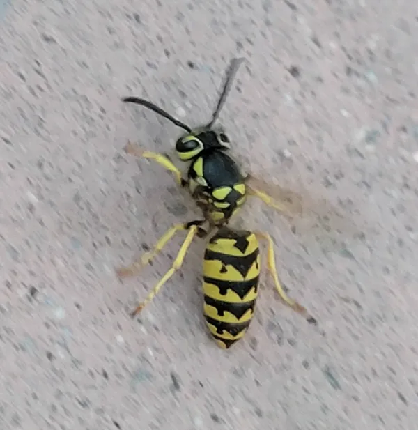 Top-down view of a western yellowjacket on concrete showing distinctive black and yellow banding pattern and yellow eye rings