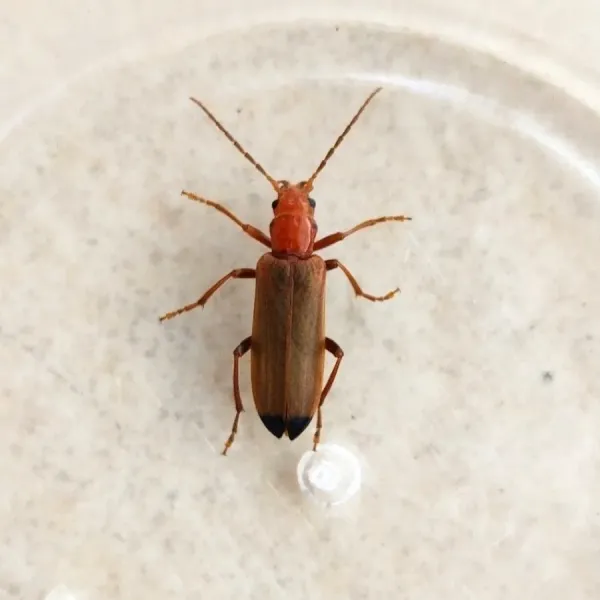Top-down view of a wharf borer beetle showing its slender orange-tan body, ridged wing covers, and dark tips at the end of the elytra