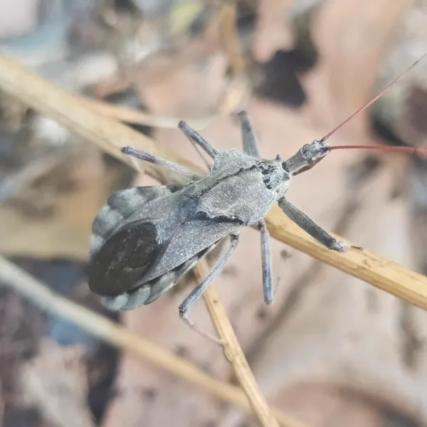 Wheel Bug Splatter Wheel Bugs | Better Termite & Pest Control