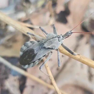 Adult wheel bug showing distinctive cogwheel-shaped crest on its thorax
