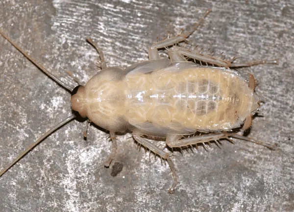 Why You Might See an Albino Roach: Causes and Solutions