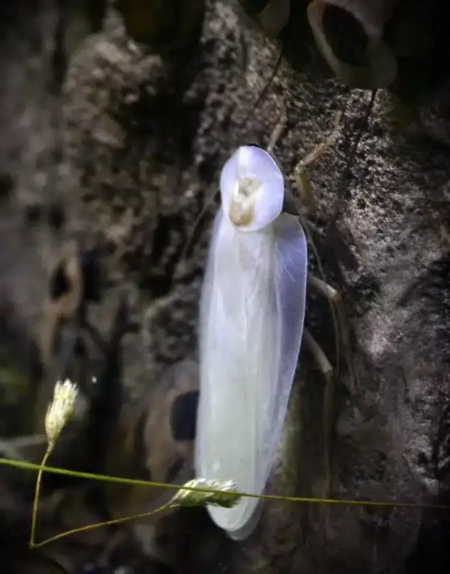 White cockroach on a textured surface