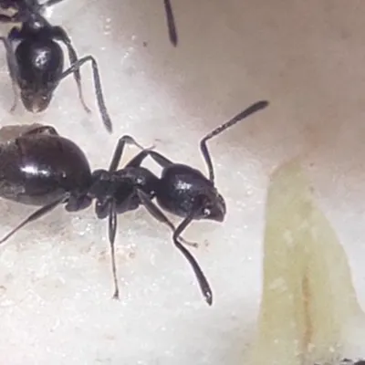 Close-up of a white-footed ant worker showing its dark body, pale feet, and characteristic profile