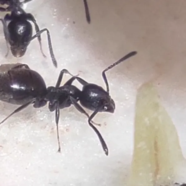 Close-up of a white-footed ant worker showing its dark body, pale feet, and characteristic profile