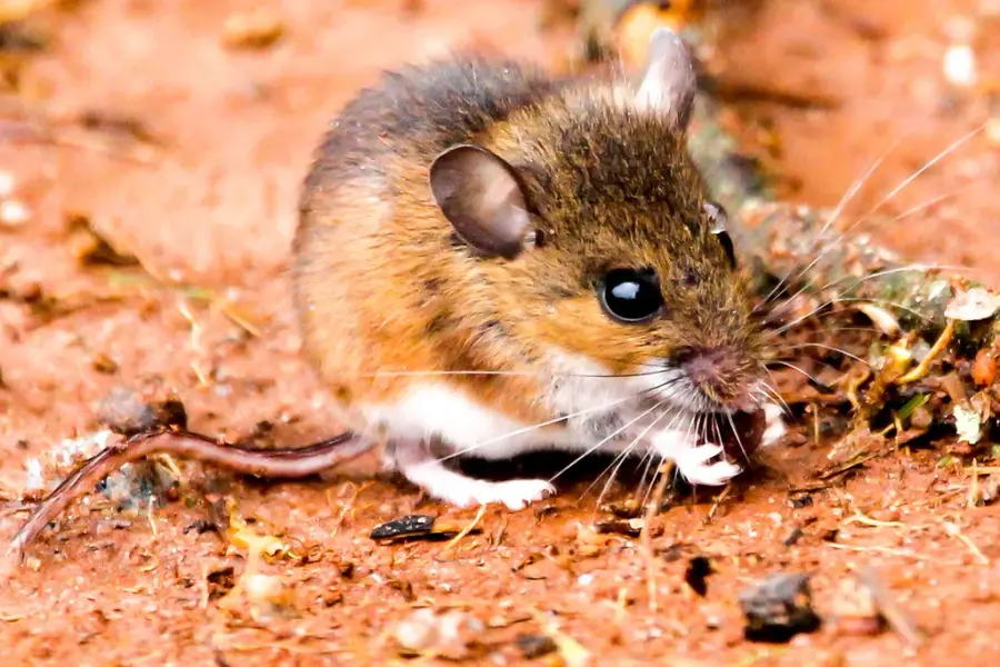 A white-footed mouse with a brown back and white belly and feet, the wild mouse linked to hantavirus in the eastern US