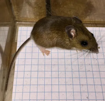 Top-down view of a white-footed mouse on grid paper showing characteristic brown fur and long tail