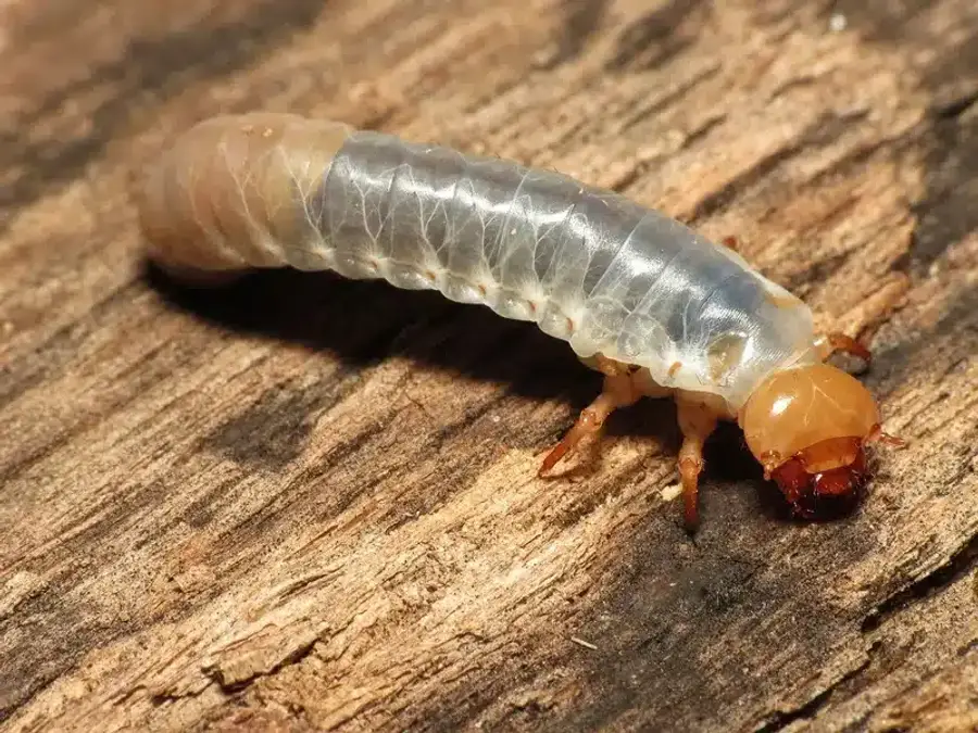 White grub larva on wooden surface