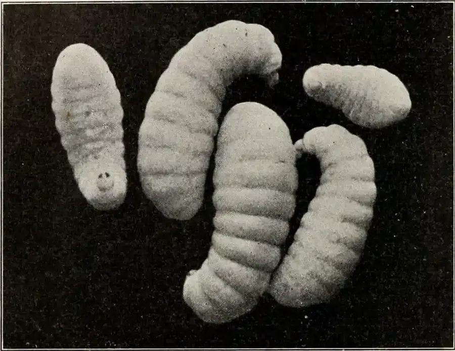 Group of white insect larvae on dark background