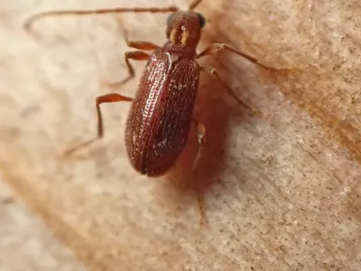 White-Marked Spider Beetles