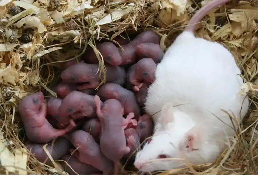 White mouse with baby mice in nest