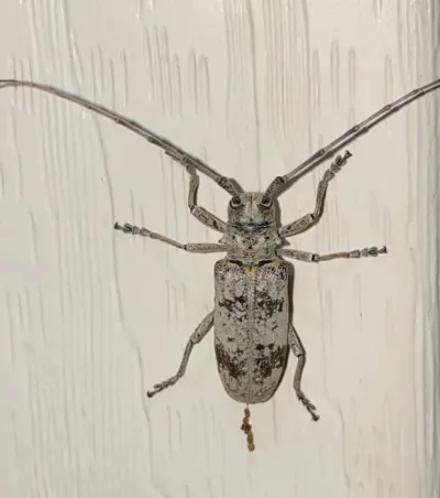 White Oak Borers