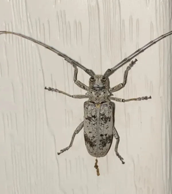 White oak borer beetle viewed from above on white siding, showing mottled gray and white scales, a dark band across the lower wing covers, and antennae longer than its body