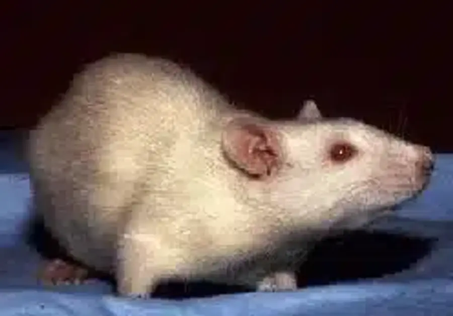 White rat on blue background