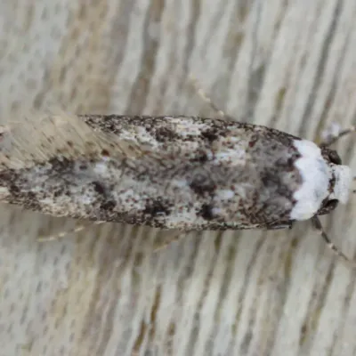 Top view of white-shouldered house moth showing distinctive white head and shoulder markings against gray-brown wings