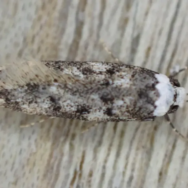 Top view of white-shouldered house moth showing distinctive white head and shoulder markings against gray-brown wings