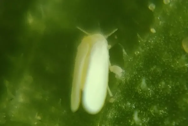 Adult whitefly with distinctive white wings resting on a green leaf