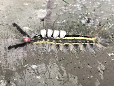 Side view of a white-marked tussock moth caterpillar showing distinctive white hair tufts, black hair pencils, and yellow body with black stripe