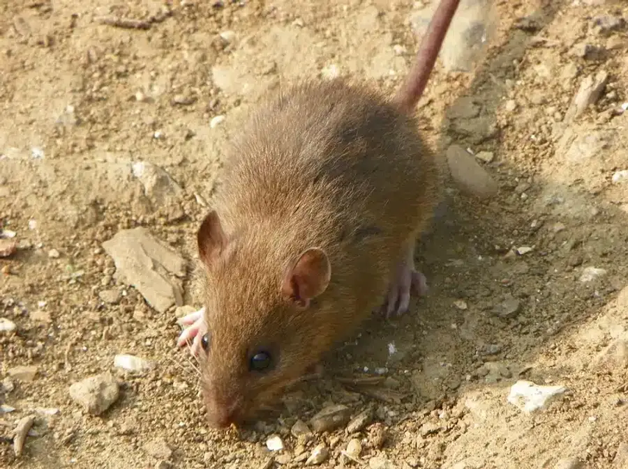Wild mouse on sandy ground