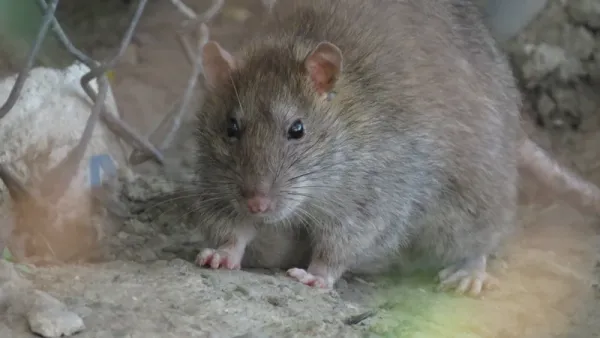 How Do I Get Rid of Rats in My House? Health Risks & Tips