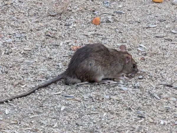 Rats in Virginia: The 5 Species Here and Which Ones Get Inside