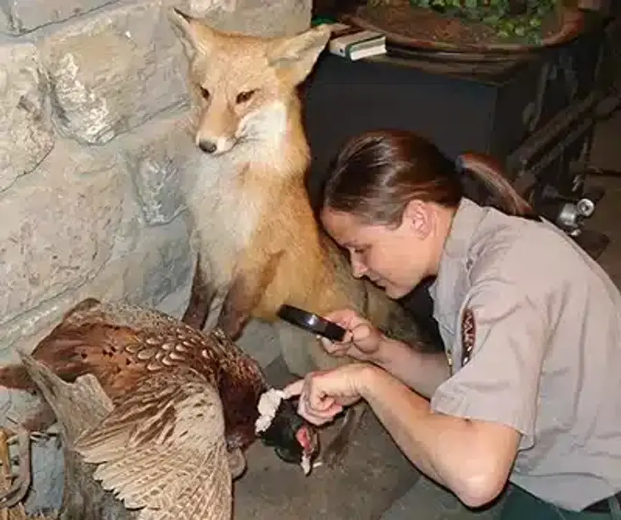 Wildlife expert examining a taxidermy bird