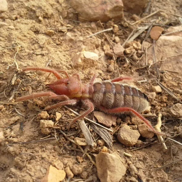 Close-up of a reddish-brown wind scorpion on dry soil showing its large chelicerae and segmented body