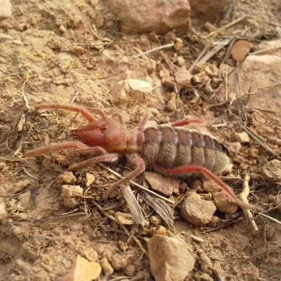 Close-up of a reddish-brown wind scorpion on dry soil showing its large chelicerae and segmented body