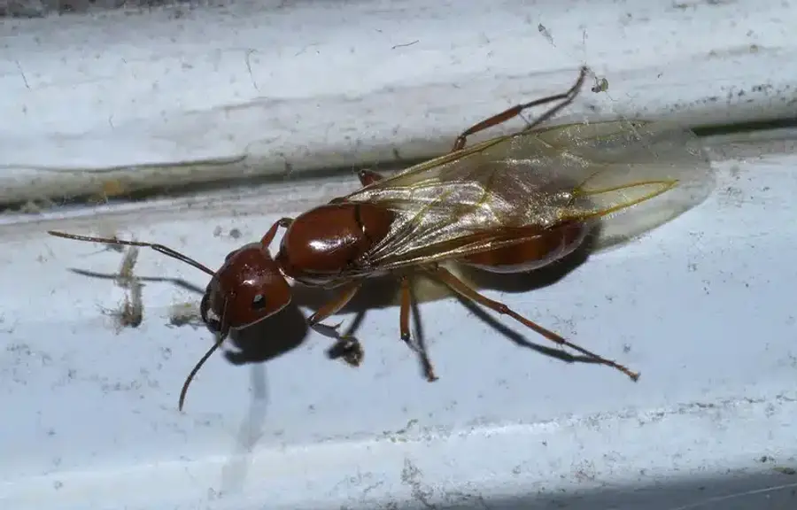 Winged carpenter ant found indoors on a white surface