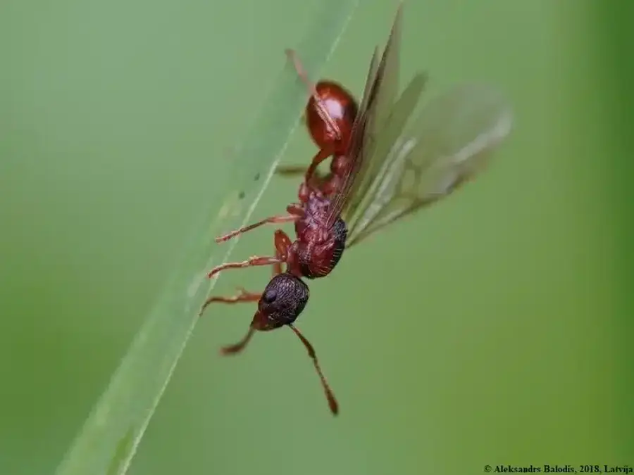Close-up of winged ant on leaf