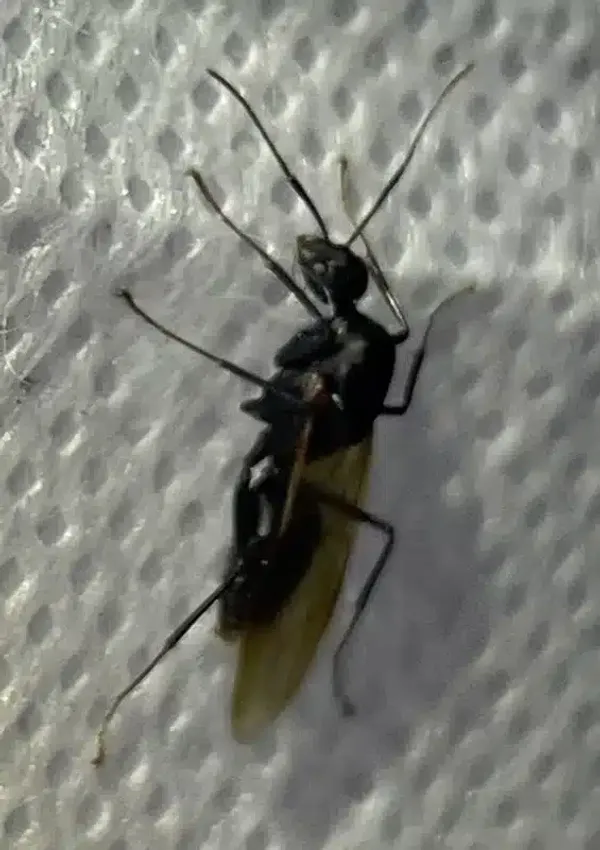 Winged Ant vs Termite: How to Spot the Key Differences