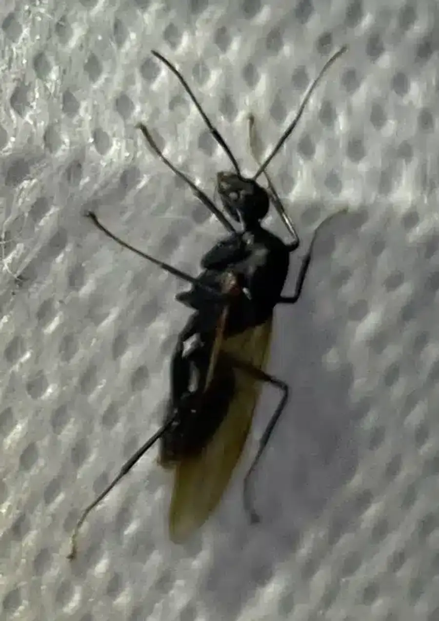 Close-up view of carpenter ant identification features