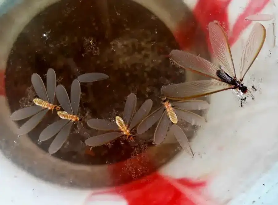 Termite swarmers collected in a water container showing their wings and dark bodies