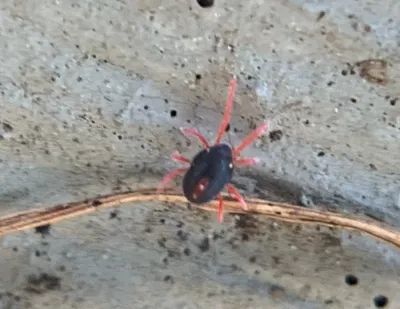 Winter Grain Mites
