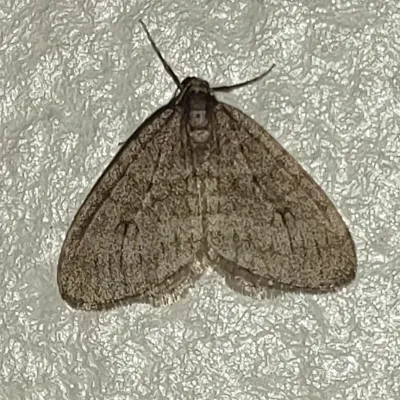 Top-down view of a male winter moth showing gray-brown wings with faint banding patterns