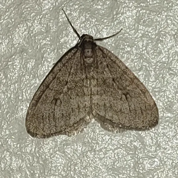 Top-down view of a male winter moth showing gray-brown wings with faint banding patterns