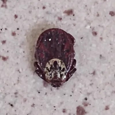 Close-up of an engorged moose tick showing its grayish-brown body on gravel surface