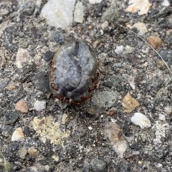 Close-up of an engorged winter tick showing its grayish-brown body