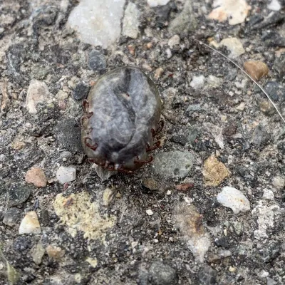 Close-up of an engorged winter tick showing its grayish-brown body