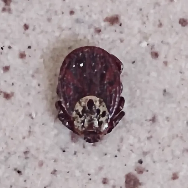 Close-up of an engorged moose tick showing its grayish-brown body on gravel surface