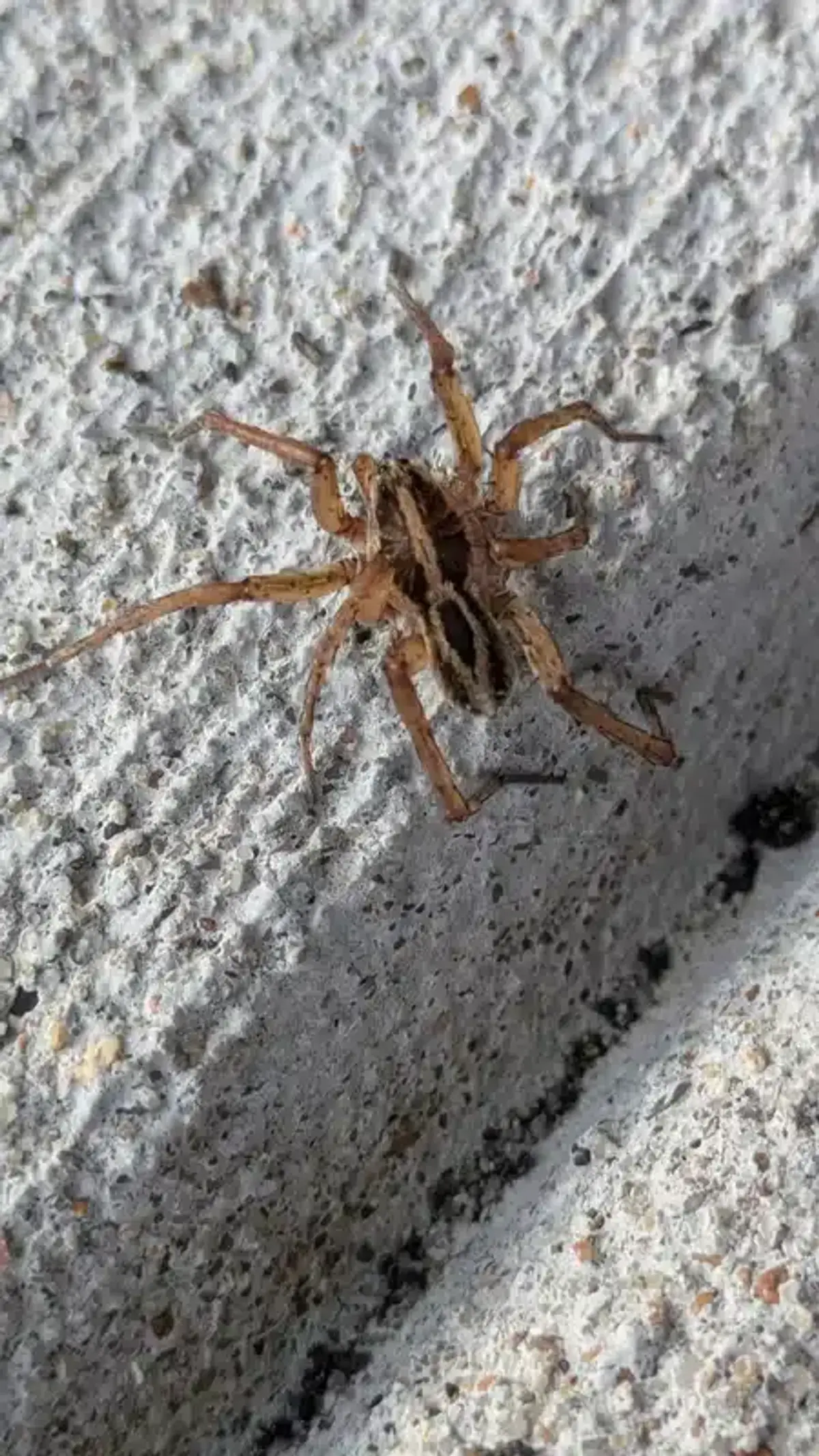 Wolf spider showing distinctive markings